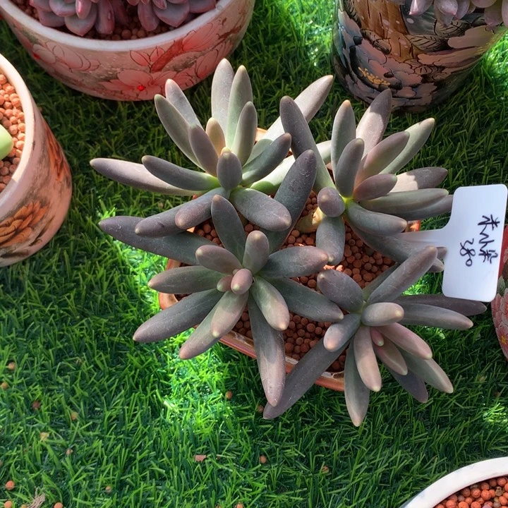 烟花朵朵潜力股多肉发货
