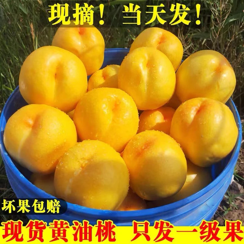 【爆甜】正宗黄油桃新鲜水果纯甜桃子当季现摘黄金油桃大果黄桃