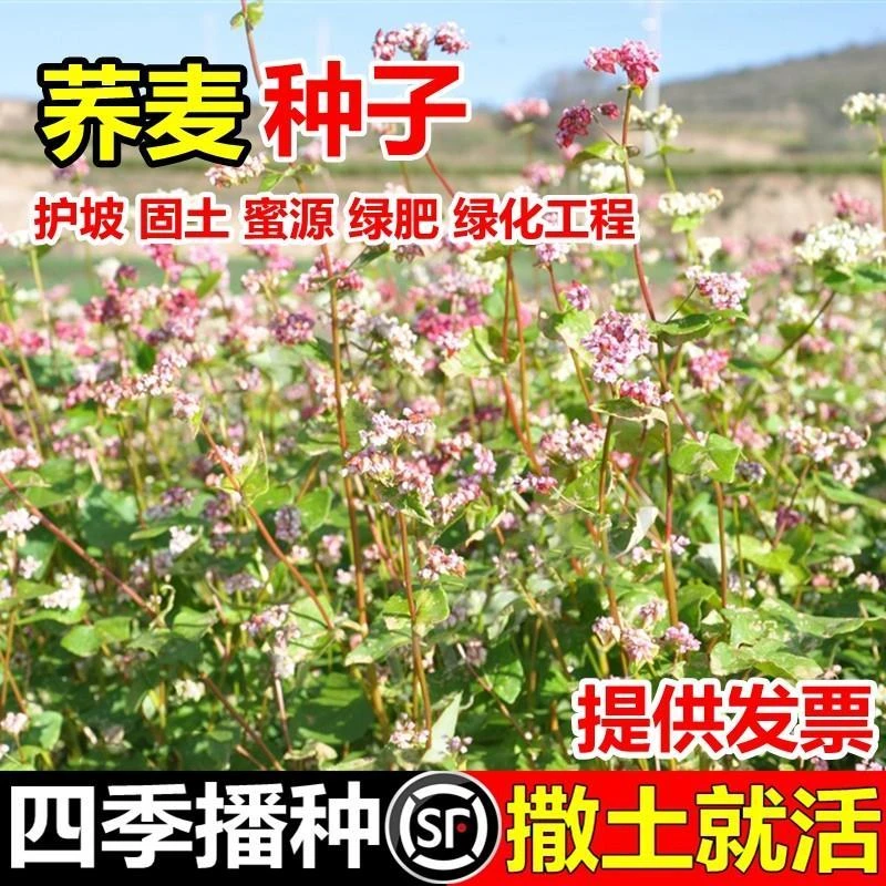 高产荞麦种子优质蜜源南北方耐寒甜荞麦苦荞黑荞麦种籽孑四季种植