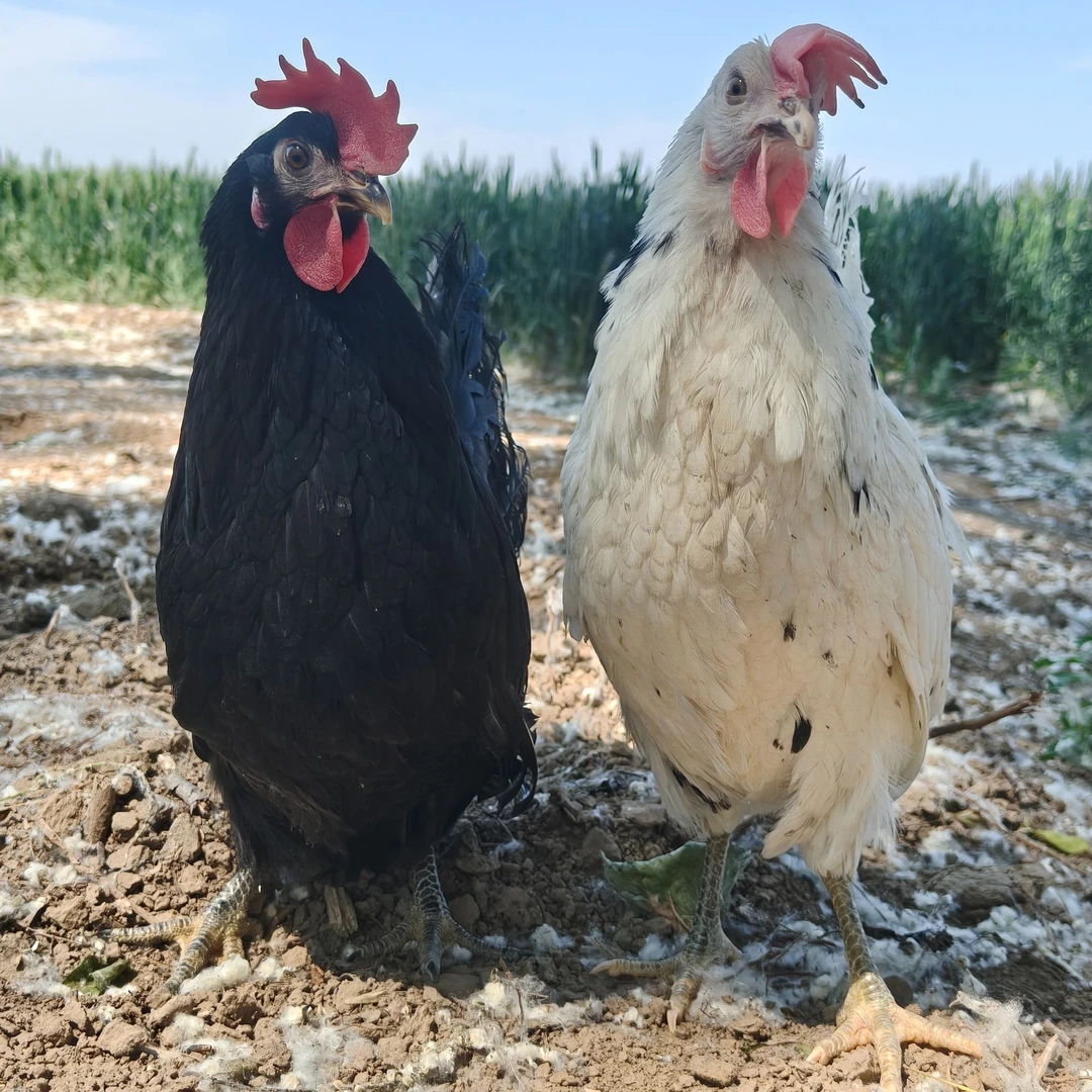 宠物开产中的三风绿壳土鸡绿壳蛋散养土鸡