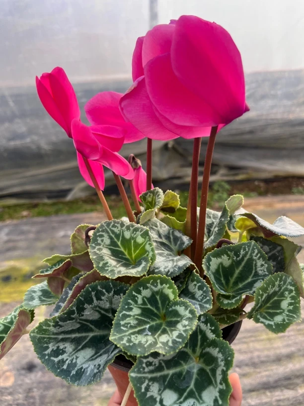 【香妃浓香型（120盆）】仙客来带花带花苞发货室内盆栽