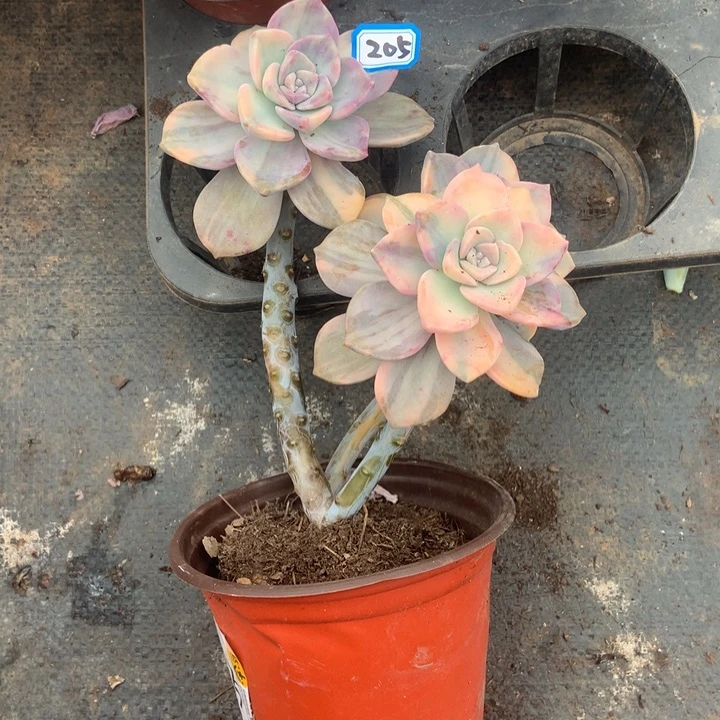 加***己紫乐锦205 晓晓一物一拍