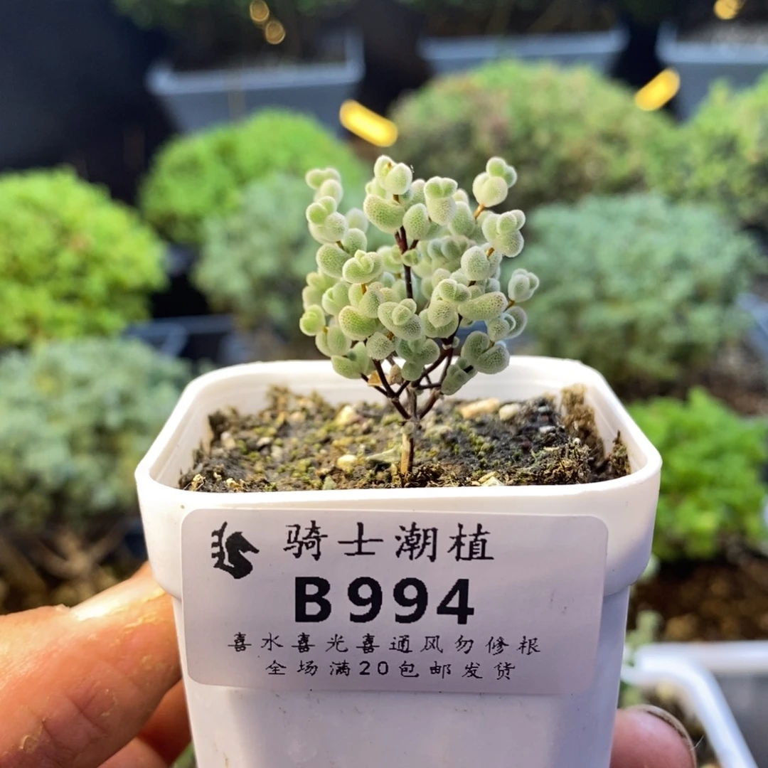 994实生精控白体莱斯