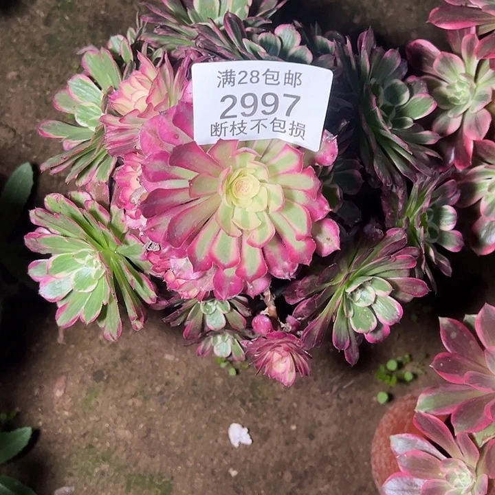2997霁月多肉植物