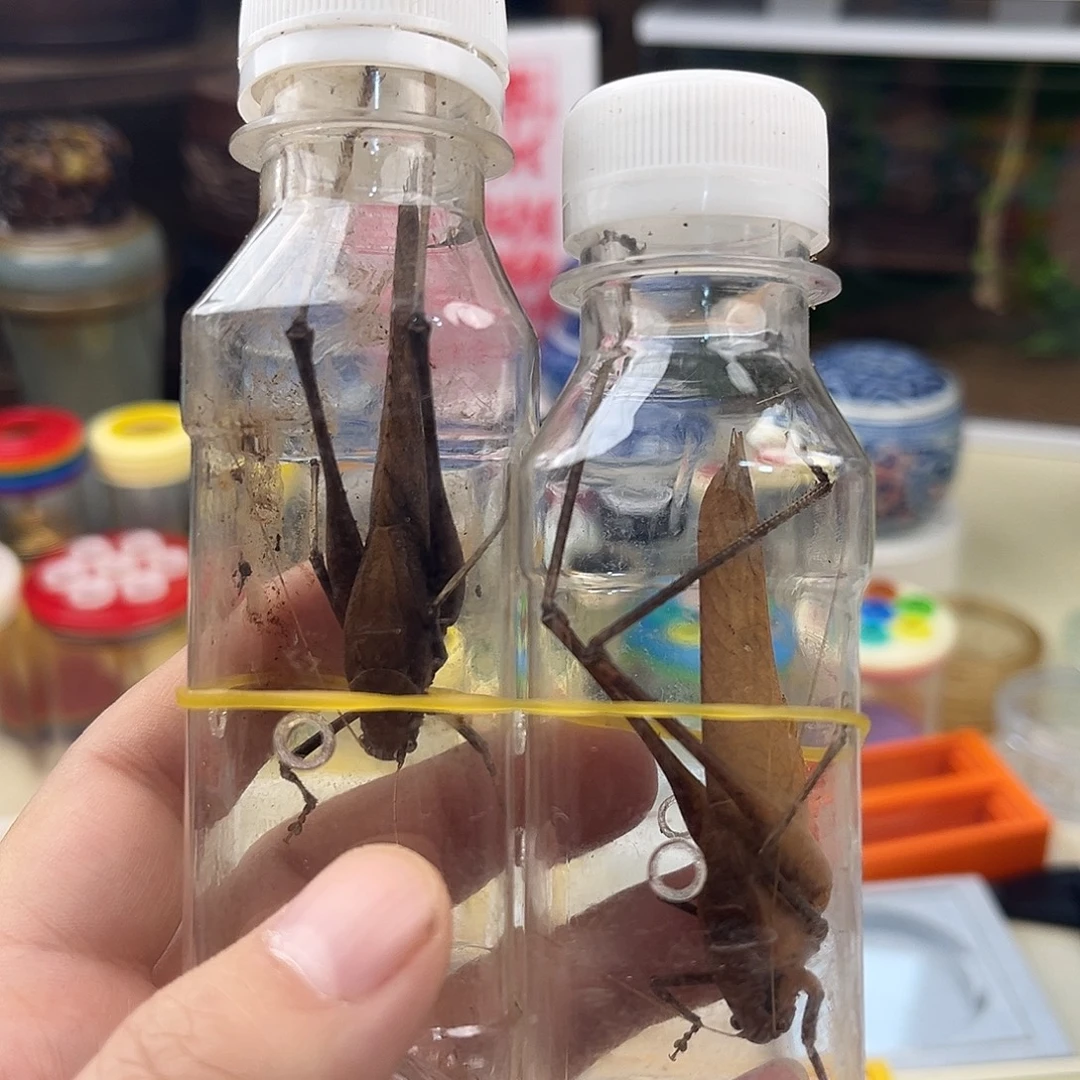 两条微瑕蛙纺拍拍拍