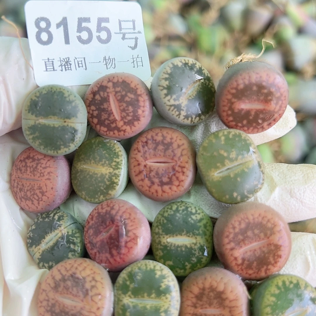 8155 好养易活生石花大母本16个1.5cm左右