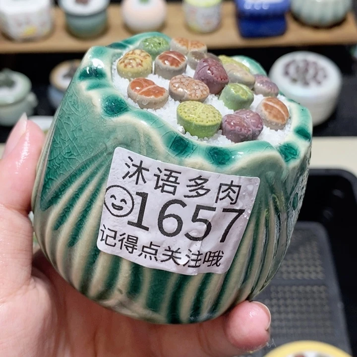 精美盆栽 一物一拍 1657