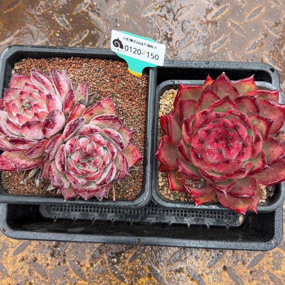 多肉一物一拍编号0120-150