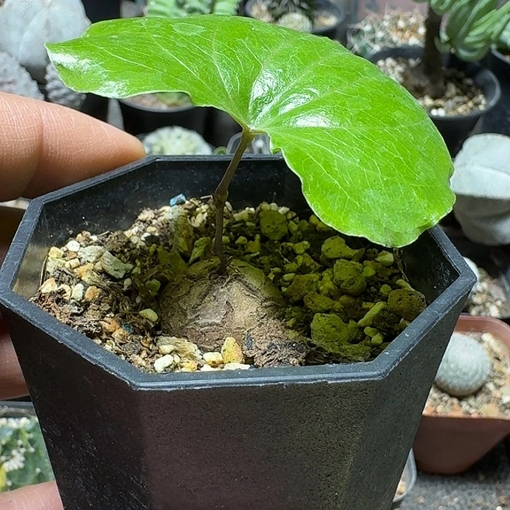 908正版南非龟甲龙带盆发货