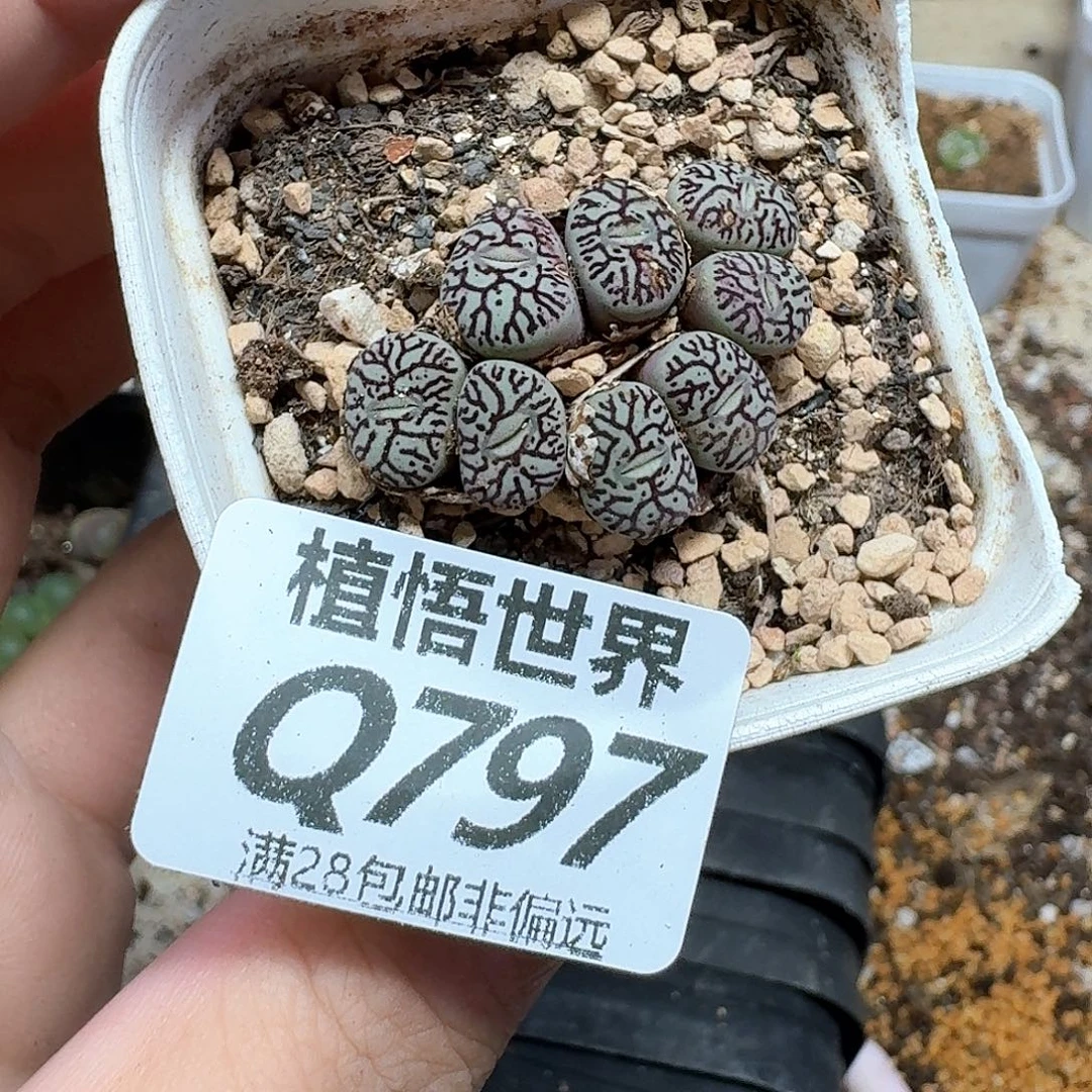 多肉植物的润泽和fv