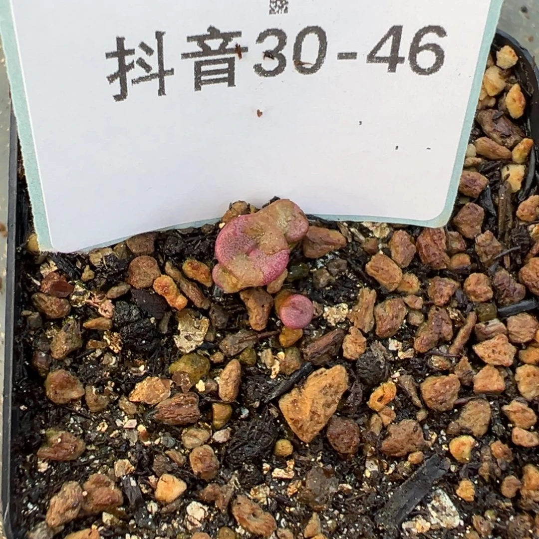 30-46肉锥多肉植物