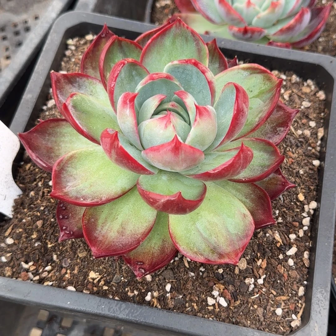 惊鸿一物一拍包装收缩花旱202