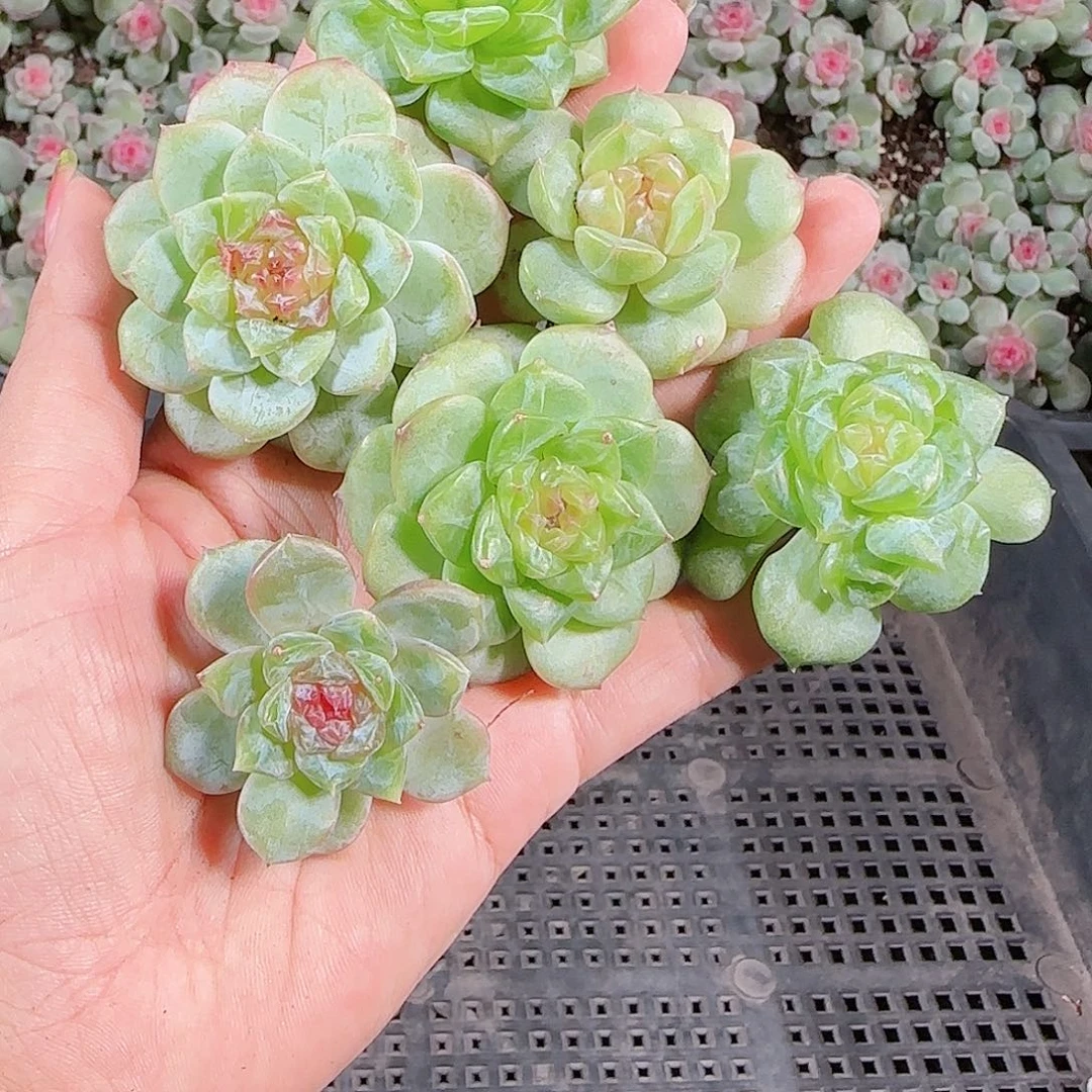 0917---125糖心珍妮