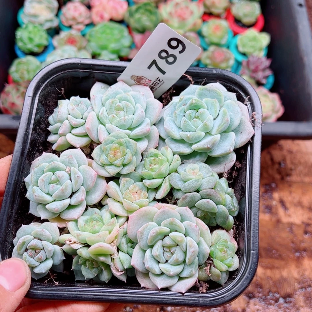 多肉植物多肉植物