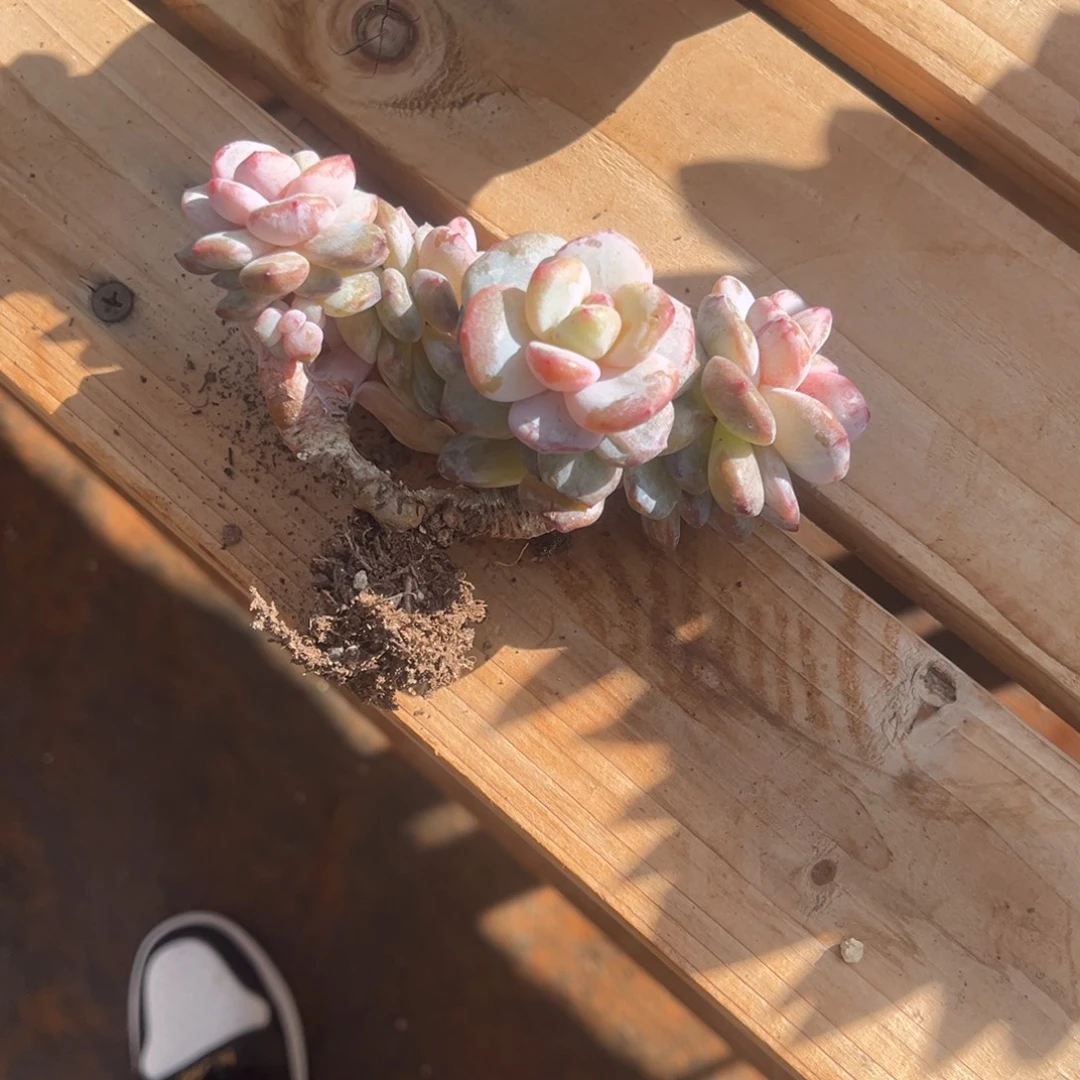 ~***发石榴子石化群生一物一拍