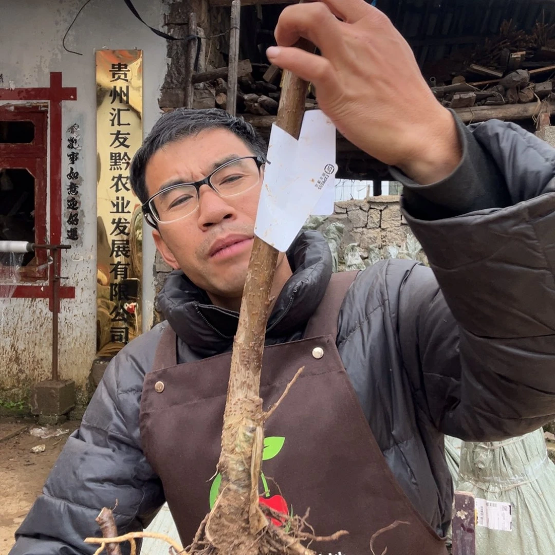 当前无花栽培后可以开花51