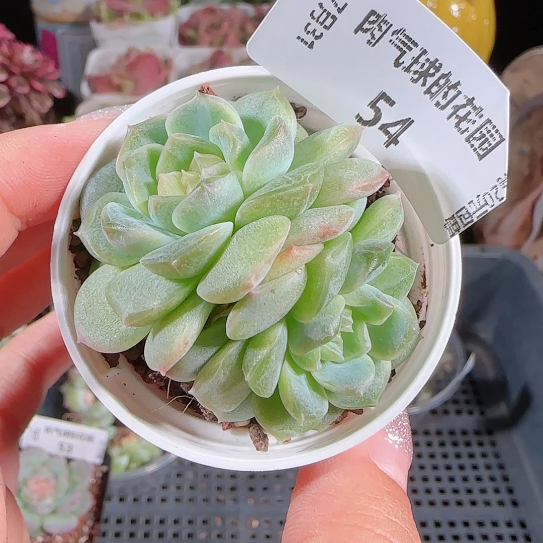 0731---54无尽灯糖心珍妮