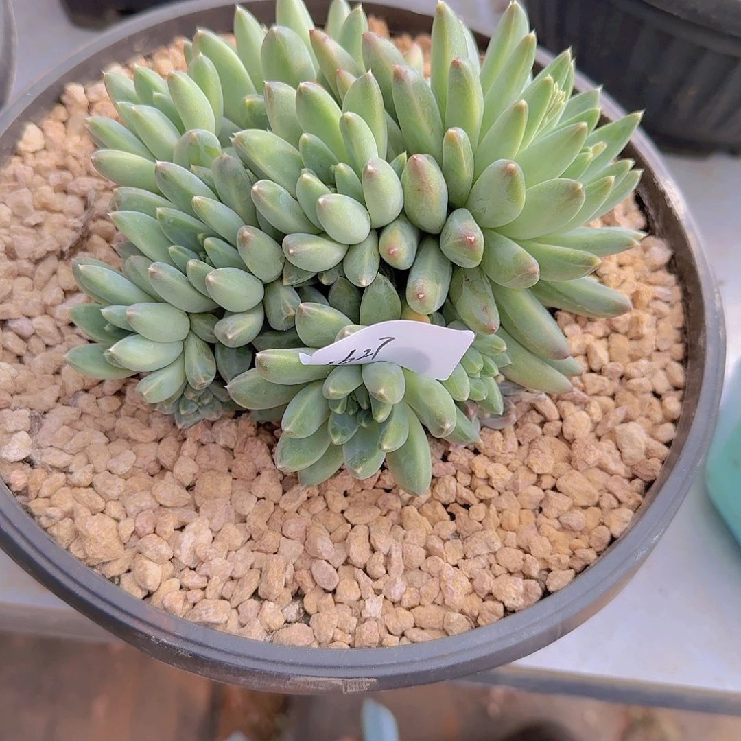 1627美人杂多肉植物