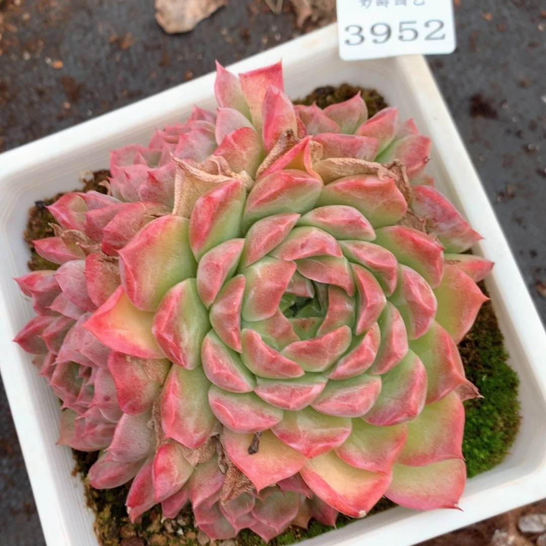3952杂交多肉植物