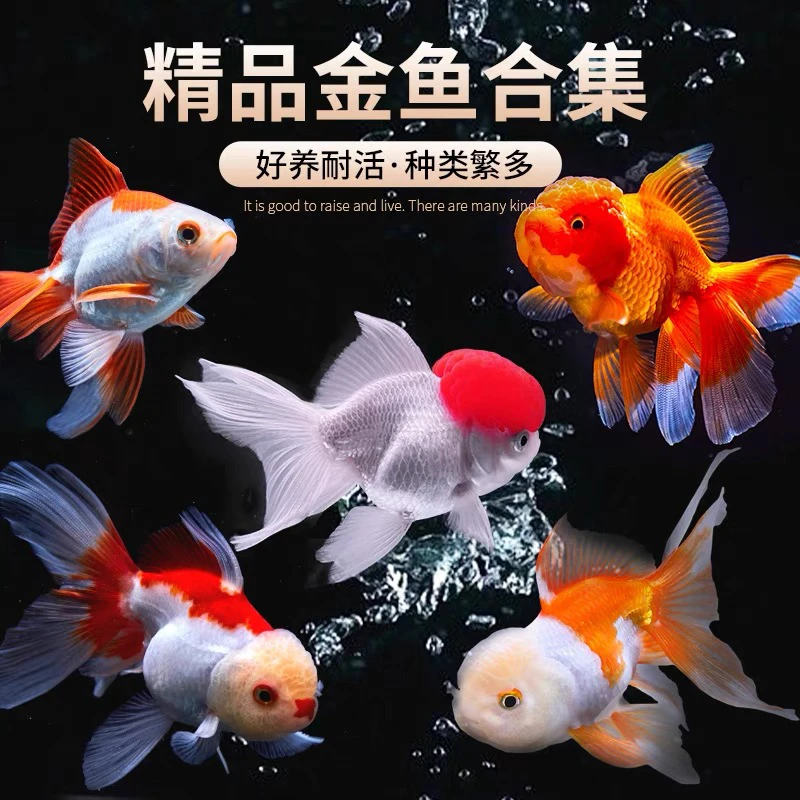 精品大金鱼8-10公分 3条 新手鱼好看全国包邮 混搭随机 不指定