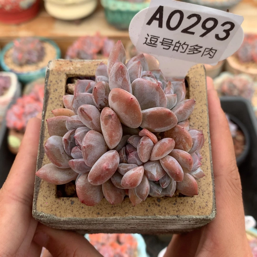 A0293 星影小脸群 有砍 6.5cm