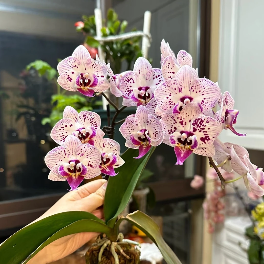 663花猫/唐老鸭/1.7寸杯蝴蝶兰 没有花剑 根系好