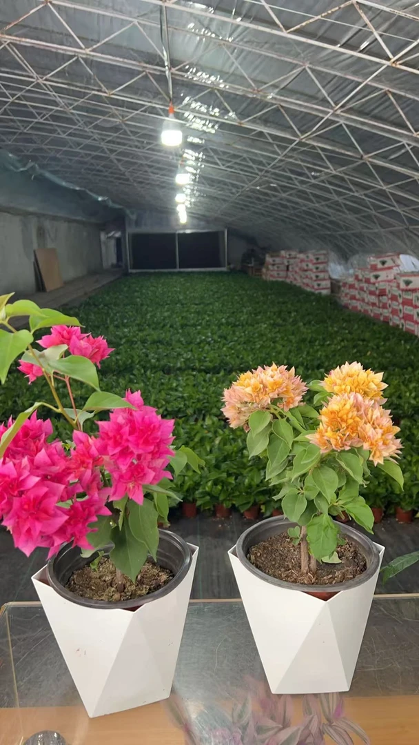 【新疆包邮】重瓣橙重瓣红三角梅花卉勤花四季开花基地直发