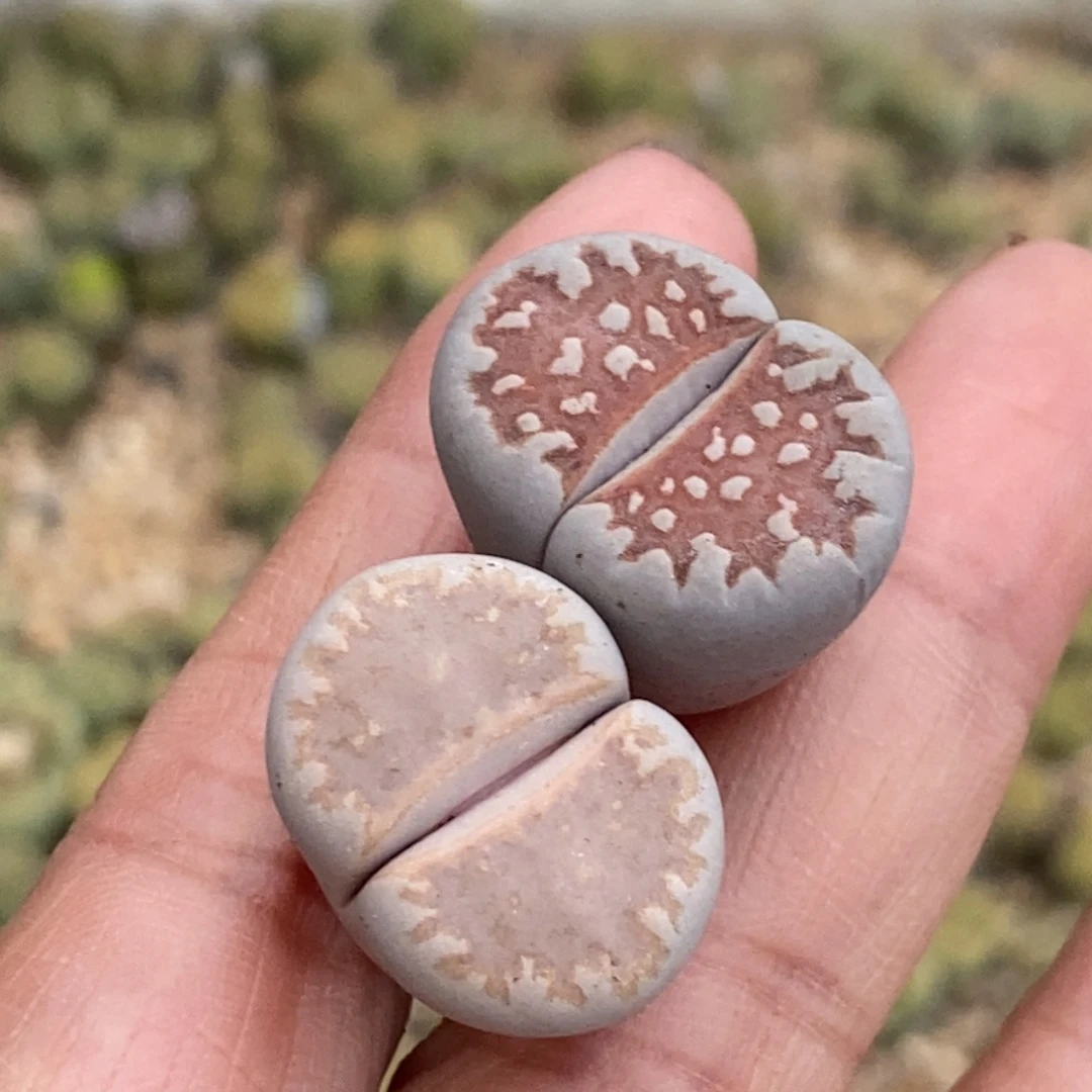 5920 两颗黄金线母本