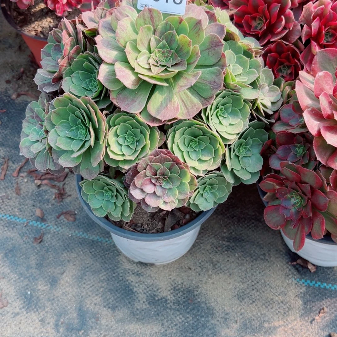 016花月夜多肉植物法师