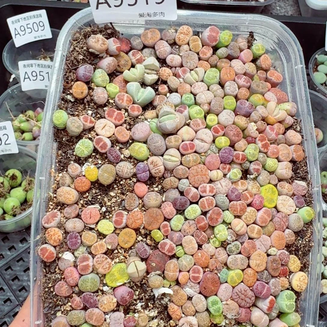 9519––零下地区需拍保温箱