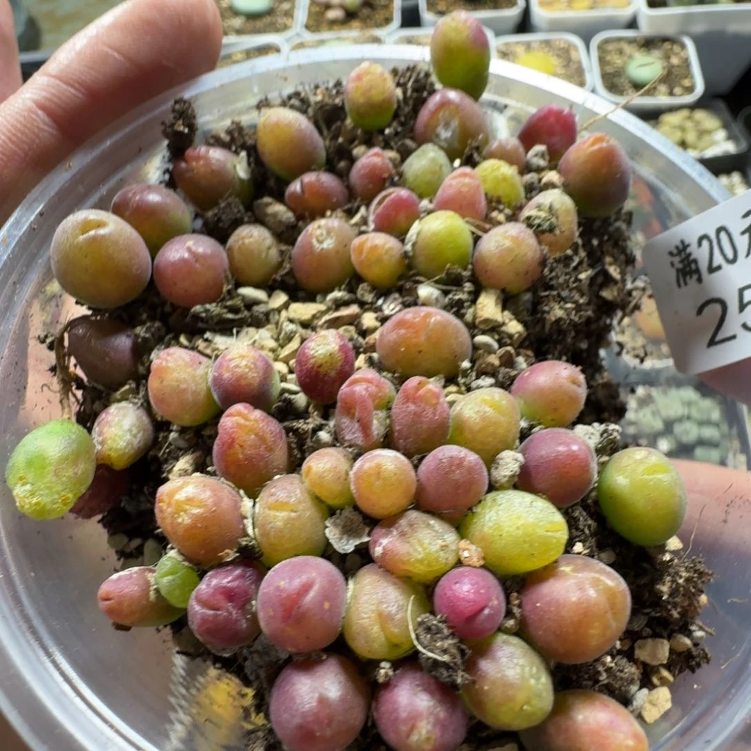 2518。毛翠低一盒