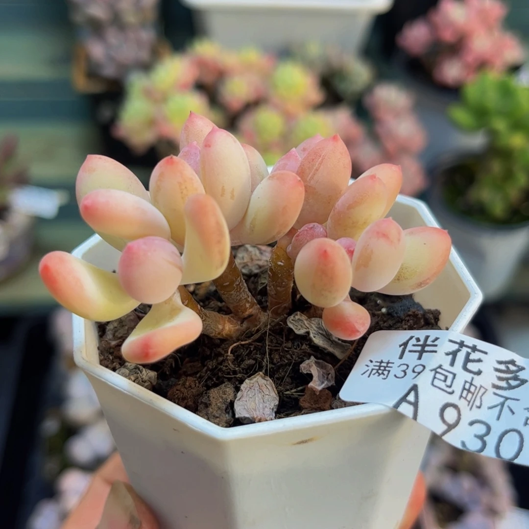 930苹果奶5cm多肉