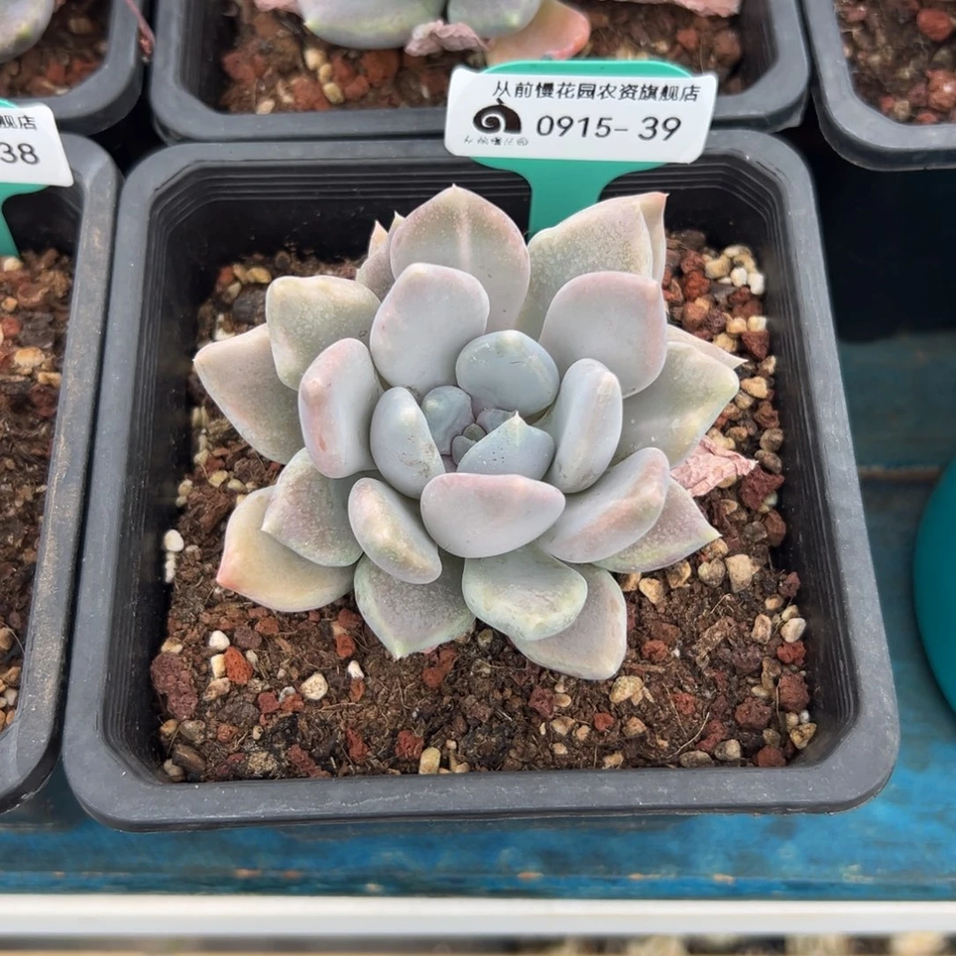 多肉一物一拍0915-39