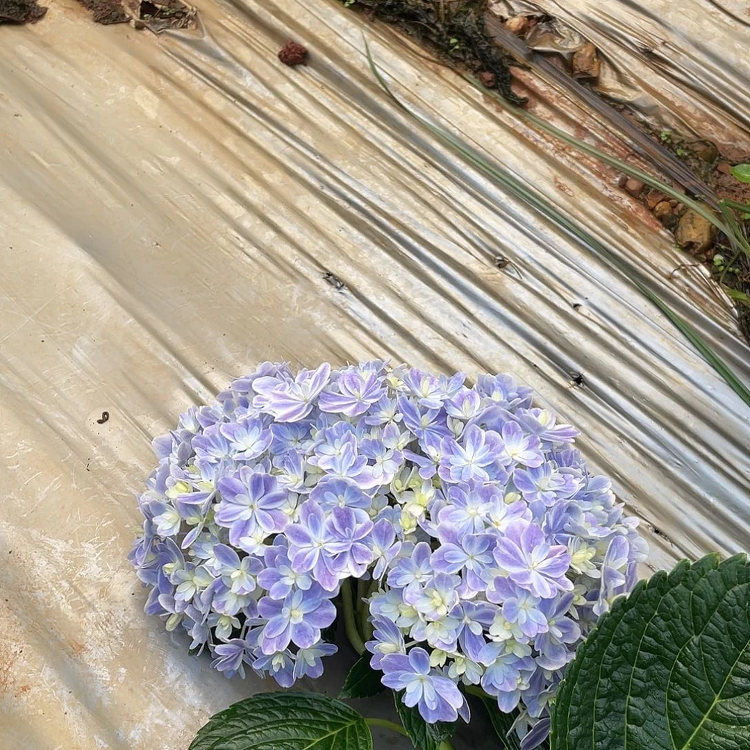 绣球切花一物一拍3枝起包邮，加购206