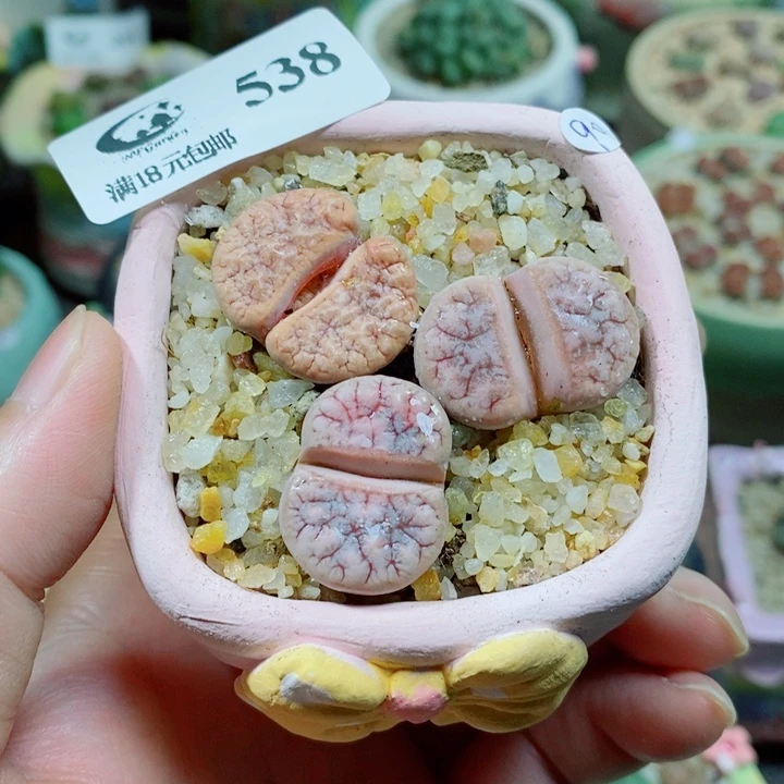 生石花花花花花花538