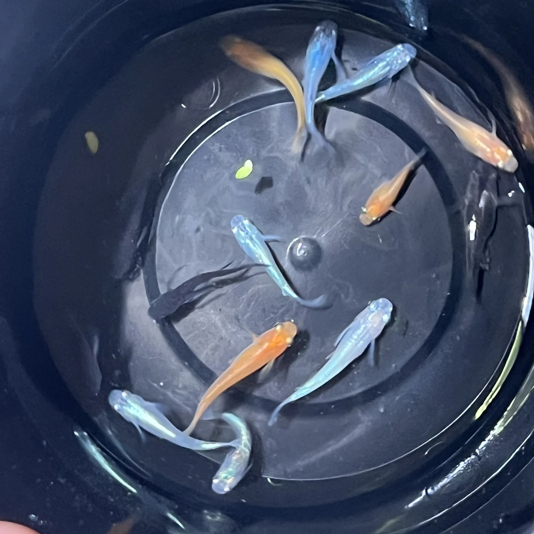 观背清鳉鱼拍品222