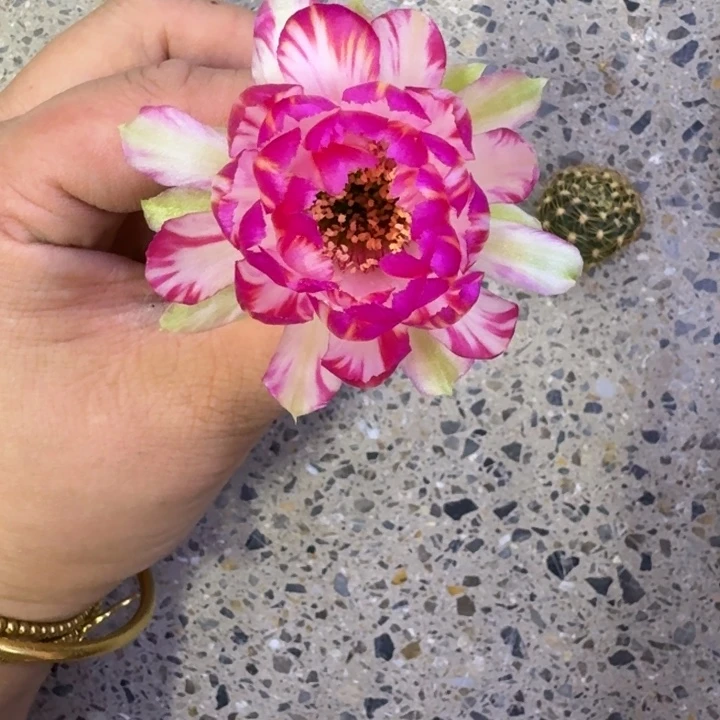 254丽花61歪无根侧牙3公分左右，20包邮