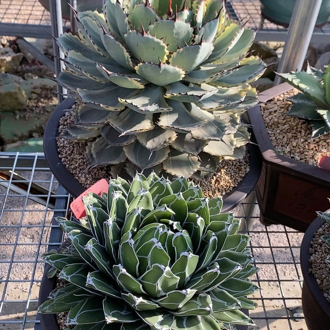 东***北思考的问题就是这样吧