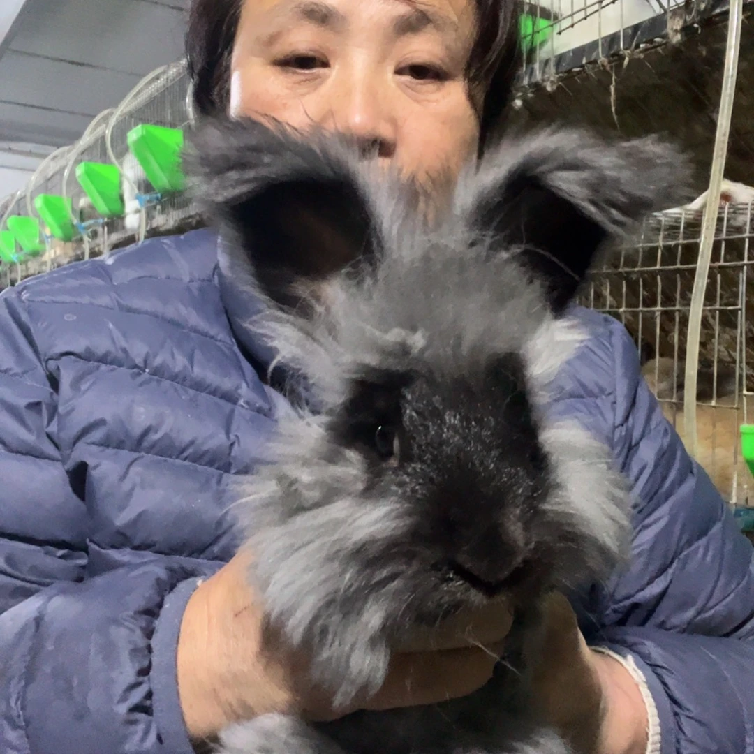 双血统英系安哥拉兔