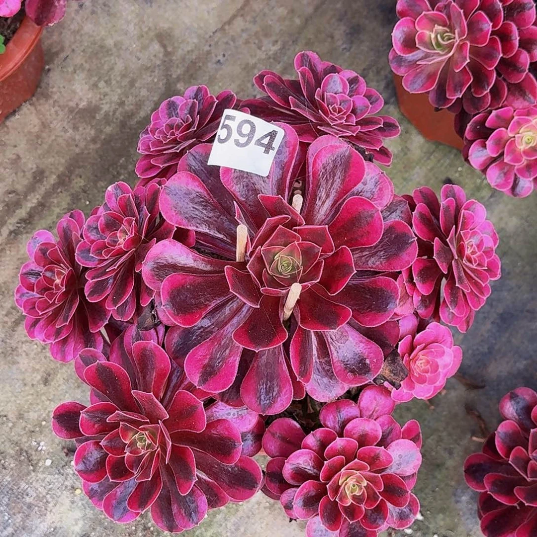 594美杜莎半木质桩