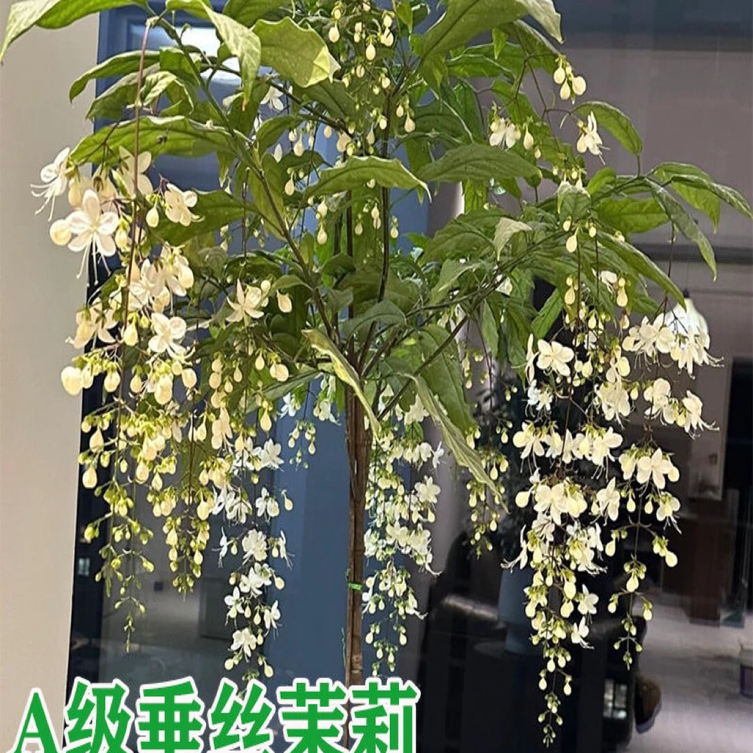 泰国垂丝茉莉独杆老庄盆栽四季开花室内耐阴好养开花植物