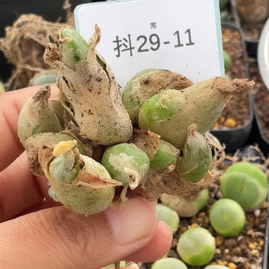 麻***烦29-11肉锥多肉植物
