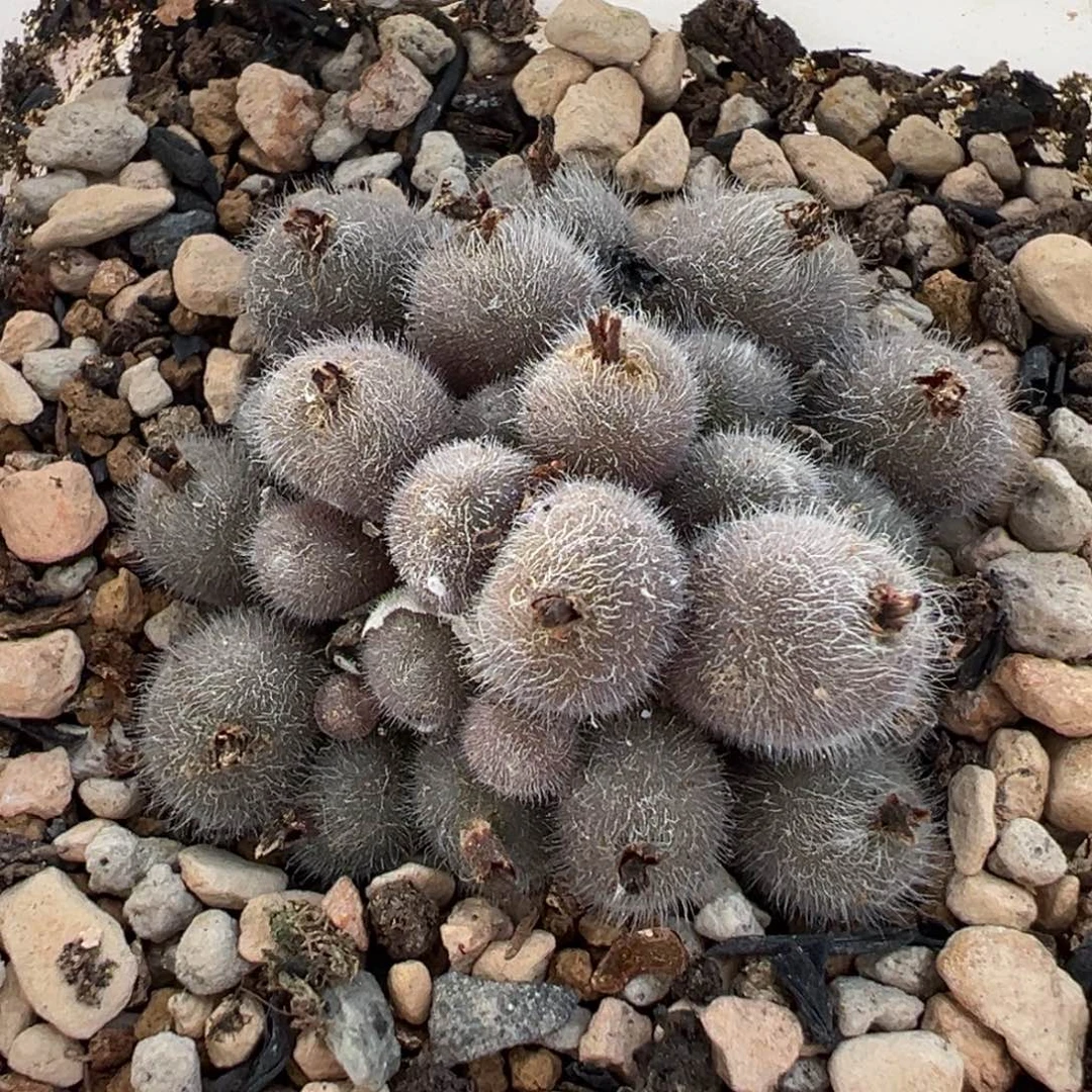 751多肉植物种类多样