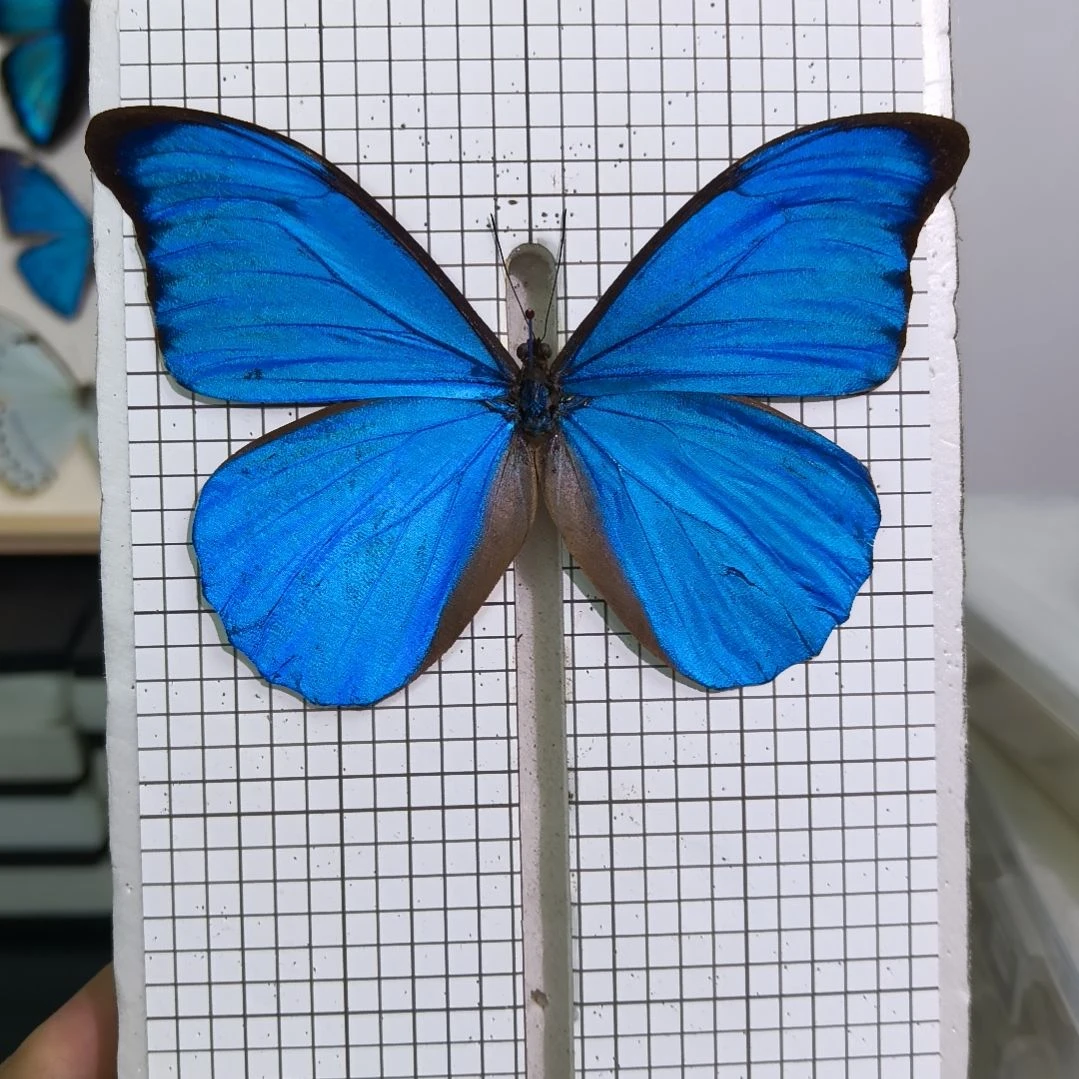 真蝴蝶标本一物一拍美神