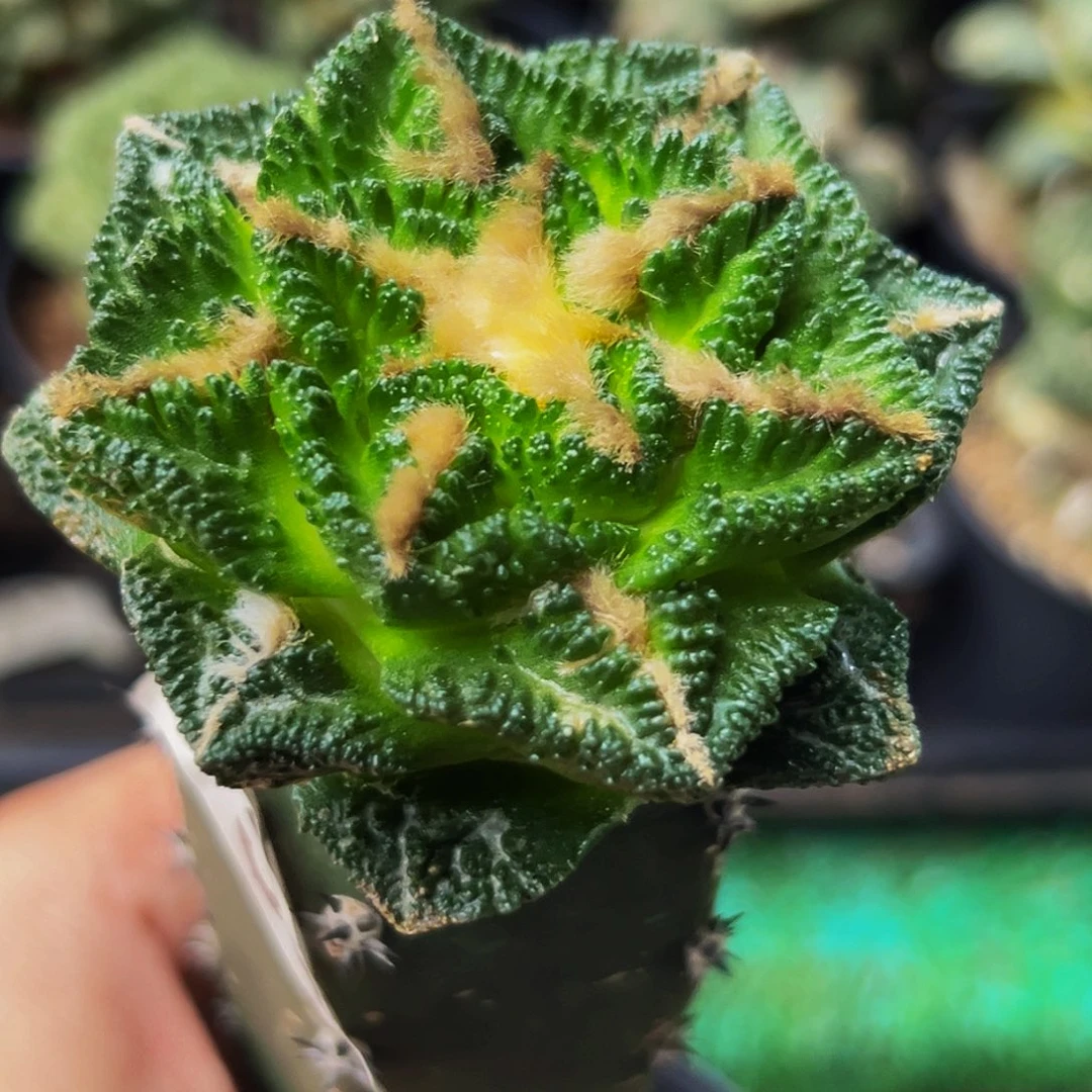 无花朵福利大尤隔尤辛顿753