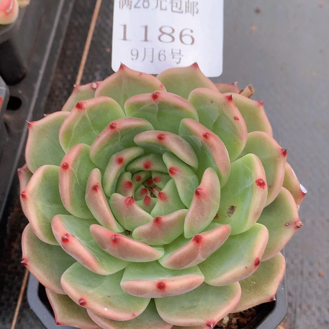 【闪购商品】云1186号不知名9厘米