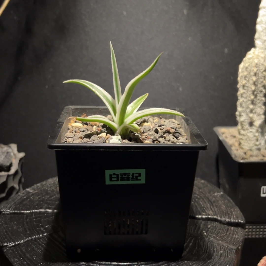 A10冰山龙舌兰一物一拍