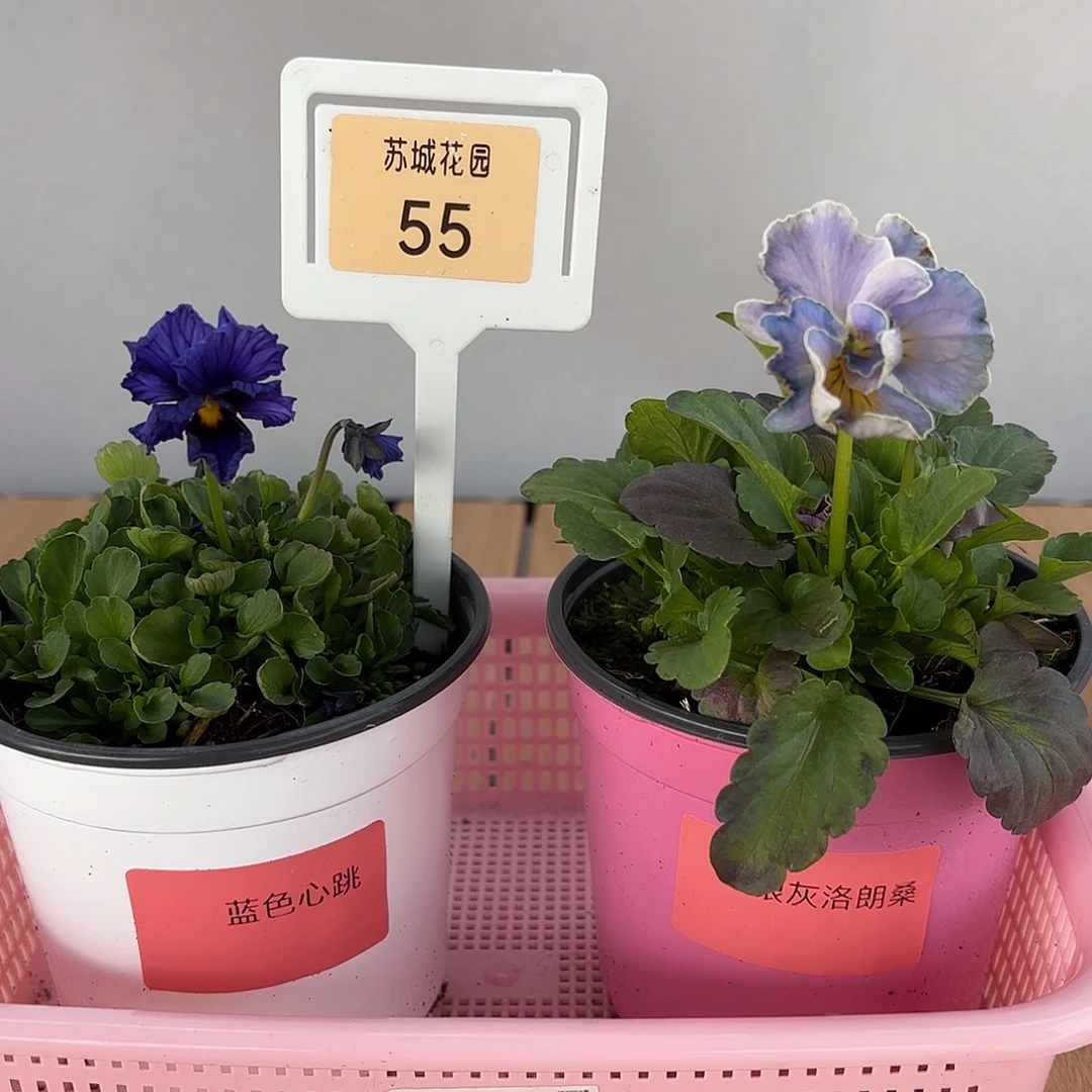 大部分开放少量花苞55