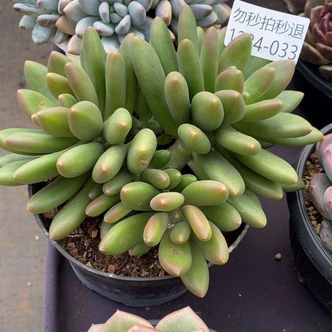 两单包邮1224-33芒果奶