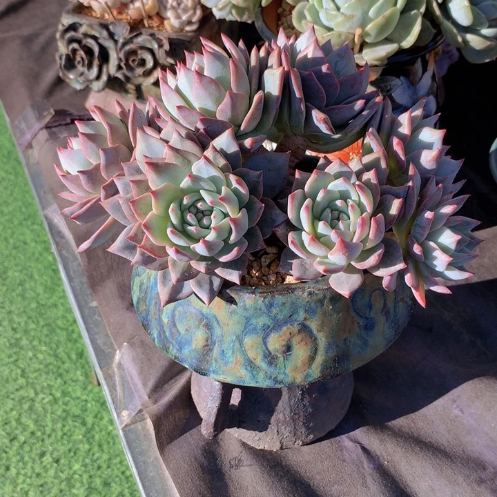 粉蓝鸟自然小树无砍